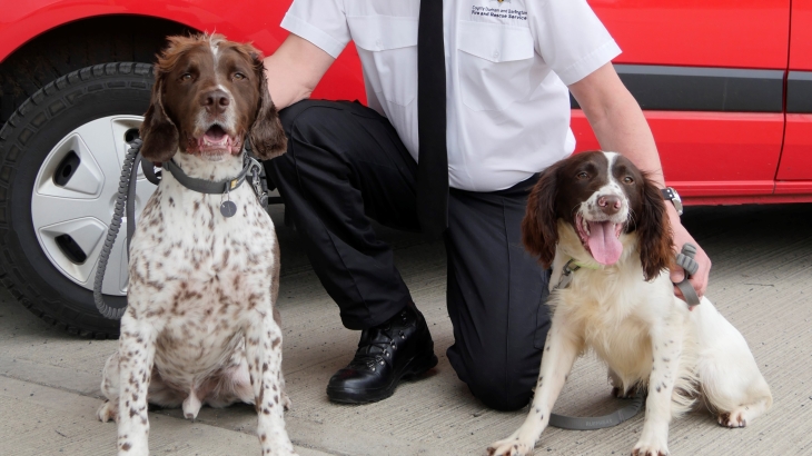 Woodie and Twix with handler Colin