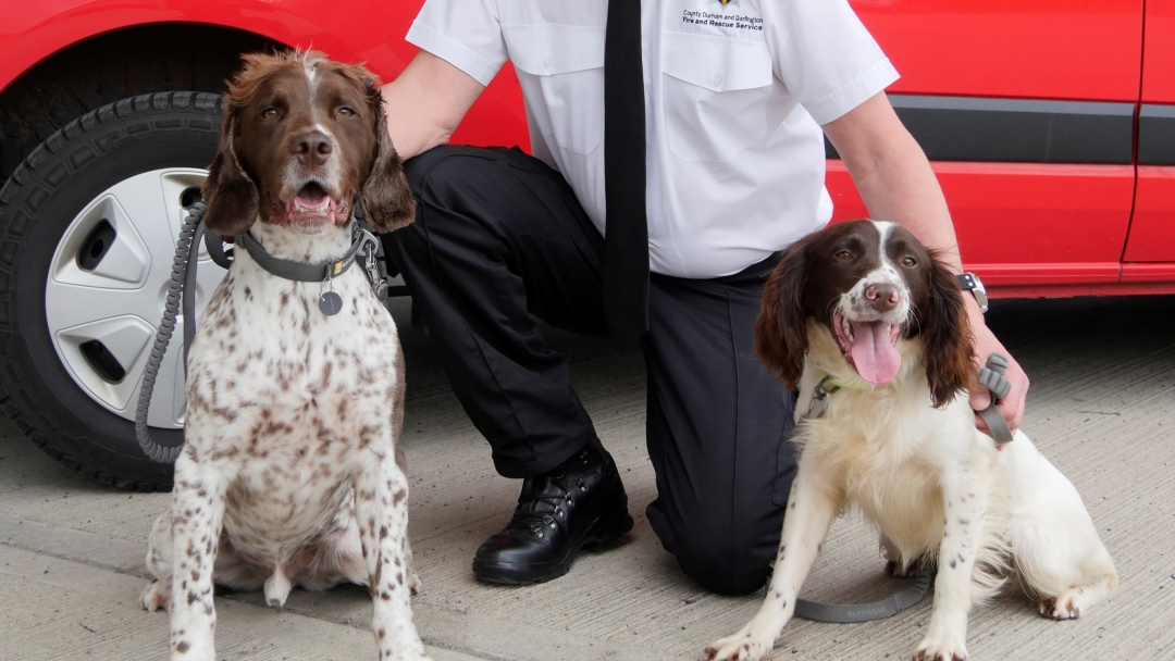 Woodie and Twix with handler Colin