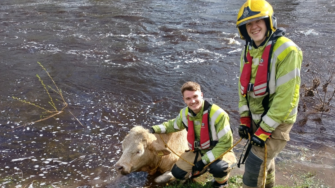 Firefighter Luke Heritage and Firefighter James Picker pictured with the bull. 