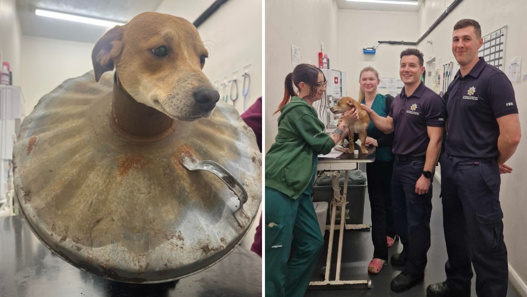 Consett Firefighters came to the rescue of Jack Russell Amari after the six-month-old pup poked her head through the heavy lid and ended up wearing it like a collar. 